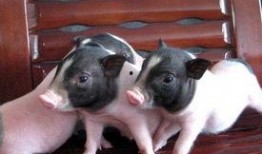 小香猪吃瓜,小香猪的夏日瓜果盛宴