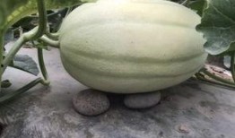 吃瓜找什么网站