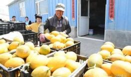 吃瓜比赛如何吃瓜,揭秘吃瓜比赛的独特吃瓜技巧