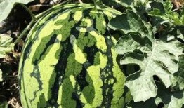 北夜吃瓜,揭秘娱乐圈背后的那些事儿