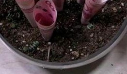 利川吃瓜视频,揭秘当地美食文化盛宴