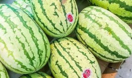 梦见杀瓜吃瓜,杀瓜与吃瓜的神秘启示