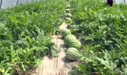 韩城最新吃瓜事件视频