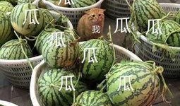 吃瓜视频无干货,揭秘无干货背后的真相