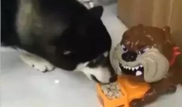 拿盆吃瓜的狗,捕捉一只拿盆吃瓜的萌犬瞬间