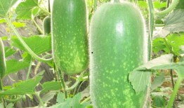 wx吃瓜群,网络社交的“瓜田”盛景