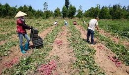 儋州人民吃瓜,探寻儋州人民独特的“吃瓜”文化