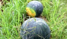 佛山高明吃瓜,夏日吃瓜盛宴，品味当地特色美食