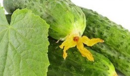 吃瓜夏夏,揭秘娱乐圈背后的那些事儿