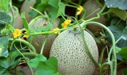 哈密瓜种子瓜可以吃吗,可食用之谜揭秘