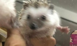 刺猬带全家吃瓜,共享夏日清凉时光