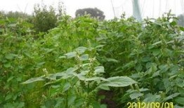 莴瓜花怎么吃,探索美味与营养的完美结合