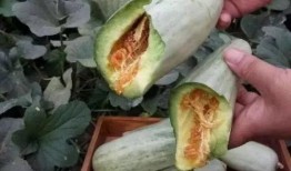 吃瓜黄钱,网络热议背后的经济现象