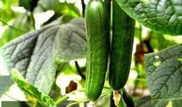 每天都吃的瓜,揭秘娱乐圈的甜蜜与苦涩