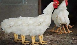 阿根廷进口的鸡瓜如何吃,阿根廷进口鸡瓜的多样食用指南