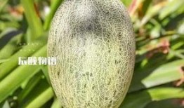 春季吃海南蜜瓜,海南蜜瓜的鲜美诱惑