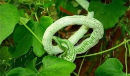 老蛇瓜怎么吃,探索传统美食新境界