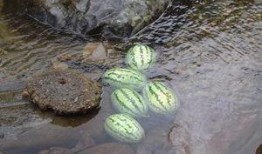 济南露营吃瓜,尽享夏日瓜果飘香时光