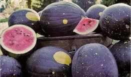 瓜头怎么烂掉吃,探究如何安全食用