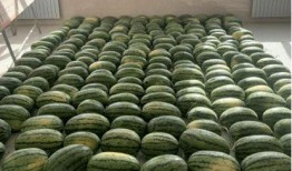 苏州吃瓜新闻,揭秘当地热点事件背后的故事