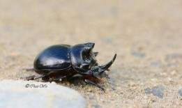 甲虫可以吃瓜吗,揭秘它们对瓜果的喜爱之谜