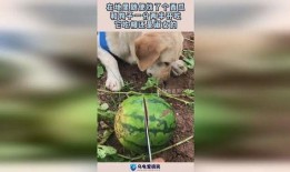 帮助小狗吃瓜